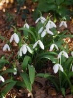 Bulbi Ghiocei Galanthus Ikariae - pachet 10 bucati marime 5/6 (Acest produs se livreaza dupa 10 Septembrie) - imagine 3