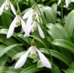 Bulbi Ghiocei Galanthus Ikariae - pachet 10 bucati marime 5/6 (Acest produs se livreaza dupa 10 Septembrie)