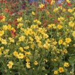 Geum Lady Stratheden  - planta perena la ghiveci P9 - H 10 cm - imagine 2