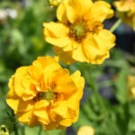 Geum Lady Stratheden  - planta perena la ghiveci P9 - H 10 cm