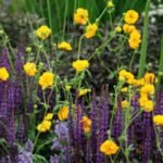 Geum Lady Stratheden  - planta perena la ghiveci P9 - H 10 cm - imagine 3