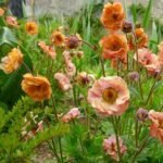 Geum „Mai Tai” la ghiveci P10 - H 10 cm - imagine 2