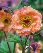 Geum „Mai Tai” la ghiveci P10 - H 10 cm