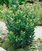 Euonymus Japonicus Green Spire cu frunzis vesnic verde la ghiveci P9 -H 15 - 20 cm