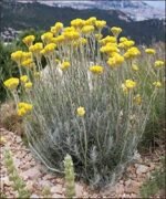 Helichrysum italicum - Planta de curry sau Imortele la ghiveci P9 (Livrarea dupa 10 Septembrie) - imagine 2