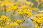Helichrysum italicum - Planta de curry sau Imortele la ghiveci P9 (Livrarea dupa 10 Septembrie)