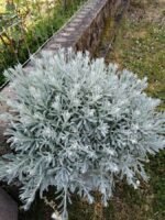Helichrysum italicum - Planta de curry sau Imortele la ghiveci P9 (Livrarea dupa 10 Septembrie) - imagine 3
