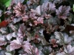 Heuchera micrantha „Palace Purple” - Clopotei de Coral cu frunzis permanent la ghiveci P9