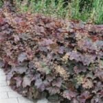 Heuchera micrantha „Palace Purple” - Clopotei de Coral cu frunzis permanent la ghiveci P9 - imagine 3