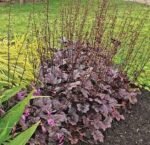 Heuchera micrantha „Palace Purple” - Clopotei de Coral cu frunzis permanent la ghiveci P9 - imagine 2