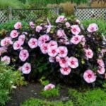 Hibiscus moscheutos Carousel 'Pink Candy' cu floare uriasa la ghiveci P17, H 40-50 cm - imagine 2