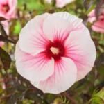 Hibiscus moscheutos Carousel 'Pink Candy' cu floare uriasa la ghiveci P17, H 40-50 cm