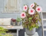 Hibiscus moscheutos Carousel 'Pink Candy' cu floare uriasa la ghiveci P17, H 40-50 cm - imagine 3