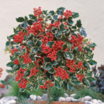Ilex aquifolium ' Argentea Marginata' - Ilfin Englezesc vesnic verde la ghiveci P10, H 15-25 cm (Livrarea dupa 10 Septembrie)