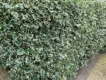 Ilex aquifolium ' Argentea Marginata' - Ilfin Englezesc vesnic verde la ghiveci P10, H 15-25 cm (Livrarea dupa 10 Septembrie) - imagine 4