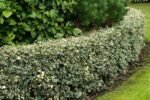 Ilex aquifolium ' Argentea Marginata' - Ilfin Englezesc vesnic verde la ghiveci P10, H 15-25 cm (Livrarea dupa 10 Septembrie) - imagine 2