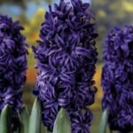 Zambila parfumata cu flori duble King Codro marime 15/16 - pachet 3 bulbi (Livrarea dupa 10 Septembrie)