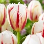 Bulbi lalele Carnaval del Rio - pachet 3 bucati marime 12+ (Livrarea dupa 10 Septembrie)