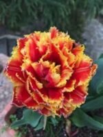 Bulbi lalele Gold Dust - pachet 3 bucati marime 12+ (Livrarea dupa 10 Septembrie)