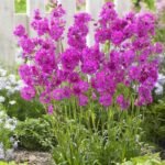 Lychnis Viscaria Splendens la ghiveci P9, H 5-10 cm - imagine 2