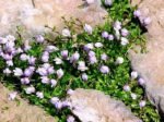 Mazus Reptans - acoperitor de sol semi vesnic verde la ghiveci P9 - H 5-10 cm - imagine 2