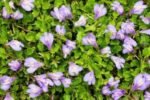 Mazus Reptans - acoperitor de sol semi vesnic verde la ghiveci P9 - H 5-10 cm