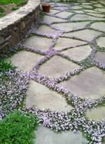 Mazus Reptans - acoperitor de sol semi vesnic verde la ghiveci P9 - H 5-10 cm - imagine 3