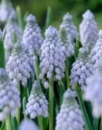Bulbi Muscari Valerie Finnis - pachet 5 bucati marime 7/8 (Livrarea dupa 10 Septembrie)
