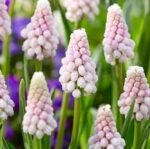 Bulbi Muscari Pink Sunrise - pachet 3 bucati marime 5/6 (Livrarea dupa 10 Septembrie) - imagine 3
