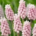 Bulbi Muscari Pink Sunrise - pachet 3 bucati marime 5/6 (Livrarea dupa 10 Septembrie)