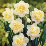 Bulbi Narcise Fragrant Jewel parfumate - pachet 3 bucati marime 14/16 (Livrarea dupa 10 Septembrie)