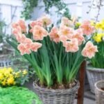 Bulbi Narcise Apricot Wirhl marime 14/16 - pachet 3 bucati (Livrarea dupa 10 Septembrie) - imagine 2