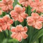 Bulbi Narcise Apricot Wirhl marime 14/16 - pachet 3 bucati (Livrarea dupa 10 Septembrie)
