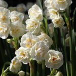 Bulbi Narcise Fragrant Jewel parfumate - pachet 3 bucati marime 14/16 (Livrarea dupa 10 Septembrie) - imagine 2