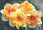 Bulbi Narcise Orangery- pachet 3 bucati marime 14/16 (Livrarea dupa 10 Septembrie)