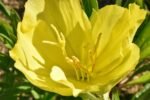 Luminita de Seara - Oenothera macrocarpa la ghiveci P9 - H 5-10 cm