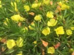 Luminita de Seara - Oenothera macrocarpa la ghiveci P9 - H 5-10 cm - imagine 3
