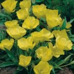 Luminita de Seara - Oenothera macrocarpa la ghiveci P9 - H 5-10 cm - imagine 2
