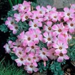 Oxalis adenophylla - Trifoiul Argintiu - pachet 3 bulbi marime 6+ (Livrarea dupa 10 Septembrie)