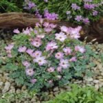 Oxalis adenophylla - Trifoiul Argintiu - pachet 3 bulbi marime 6+ (Livrarea dupa 10 Septembrie) - imagine 2
