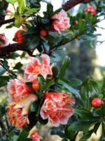 Punica granatum 'Legrelliae' – Rodiul Ornamental cu Flori de Porțelan la ghiveci C2, H 50-60 cm