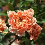 Punica granatum 'Legrelliae' – Rodiul Ornamental cu Flori de Porțelan la ghiveci C2, H 50-60 cm - imagine 2