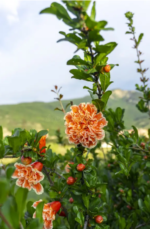 Punica granatum 'Legrelliae' – Rodiul Ornamental cu Flori de Porțelan la ghiveci C2, H 50-60 cm - imagine 3