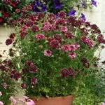 Scabiosa 'Barocca' (Floarea Pernuță de Ace) - planta perena la ghiveci P9 - H 10 cm - imagine 3