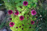 Scabiosa 'Barocca' (Floarea Pernuță de Ace) - planta perena la ghiveci P9 - H 10 cm - imagine 2
