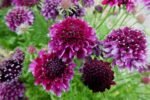 Scabiosa 'Barocca' (Floarea Pernuță de Ace) - planta perena la ghiveci P9 - H 10 cm