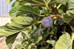 Ficus carica „Brown Turkey” Smochin rezistent la ghiveci P9 (Livrarea dupa 10 Septembrie) - imagine 3