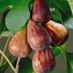 Ficus carica „Brown Turkey” Smochin rezistent la ghiveci P9 (Livrarea dupa 10 Septembrie)