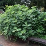 Ficus carica „Brown Turkey” Smochin rezistent la ghiveci P9 (Livrarea dupa 10 Septembrie) - imagine 2