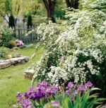 Spiraea japonica Alba - Cununita la ghiveci C3 - H 25-30 cm - imagine 2